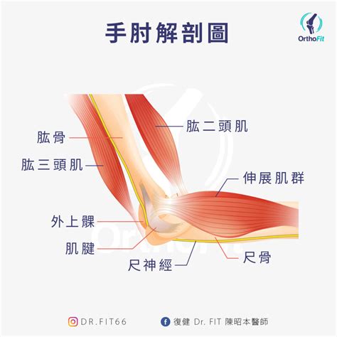 小拇指彎曲會痛|手肘痛、手腕痛、手指痛的原因,治療與自我檢查 » 台。